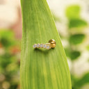 Round CZ Row flat back earrings